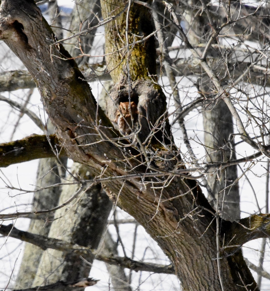 Eastern Screech-Owl (Northern) - ML314505311