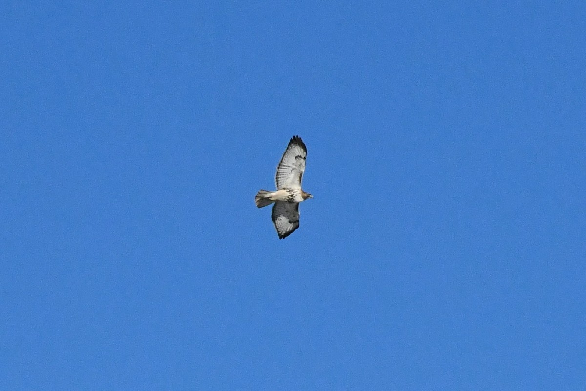 Red-tailed Hawk - ML314506921