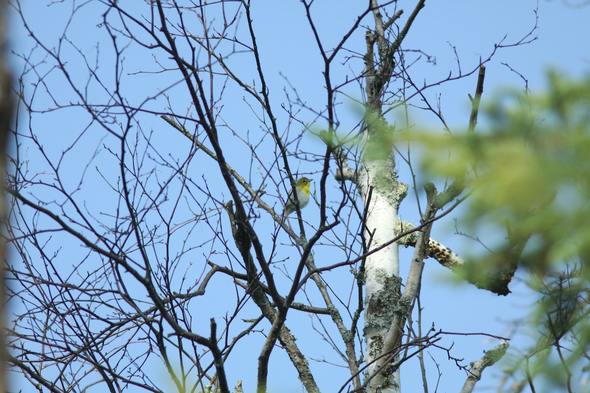 Yellow-throated Vireo - ML314507041