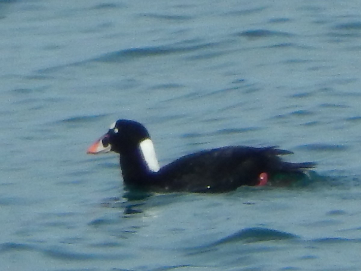 Surf Scoter - ML314507551