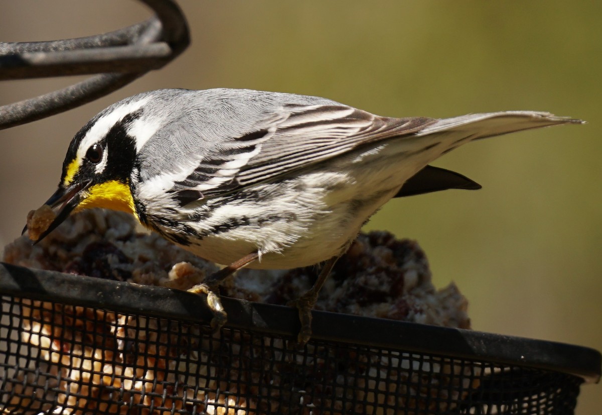 Yellow-throated Warbler - ML314507771