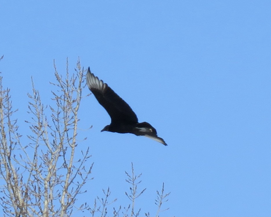 Black Vulture - ML314508161