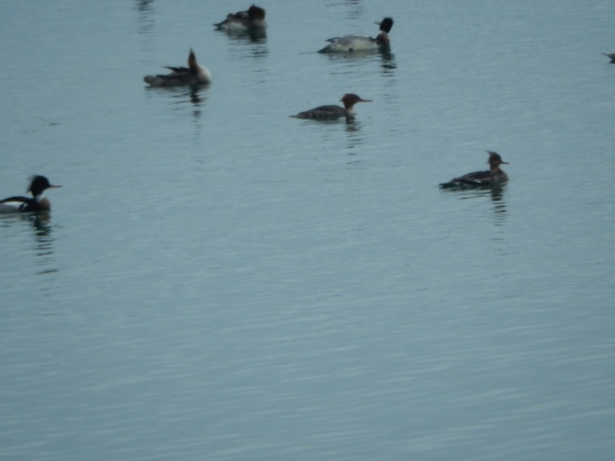 Red-breasted Merganser - ML314508241