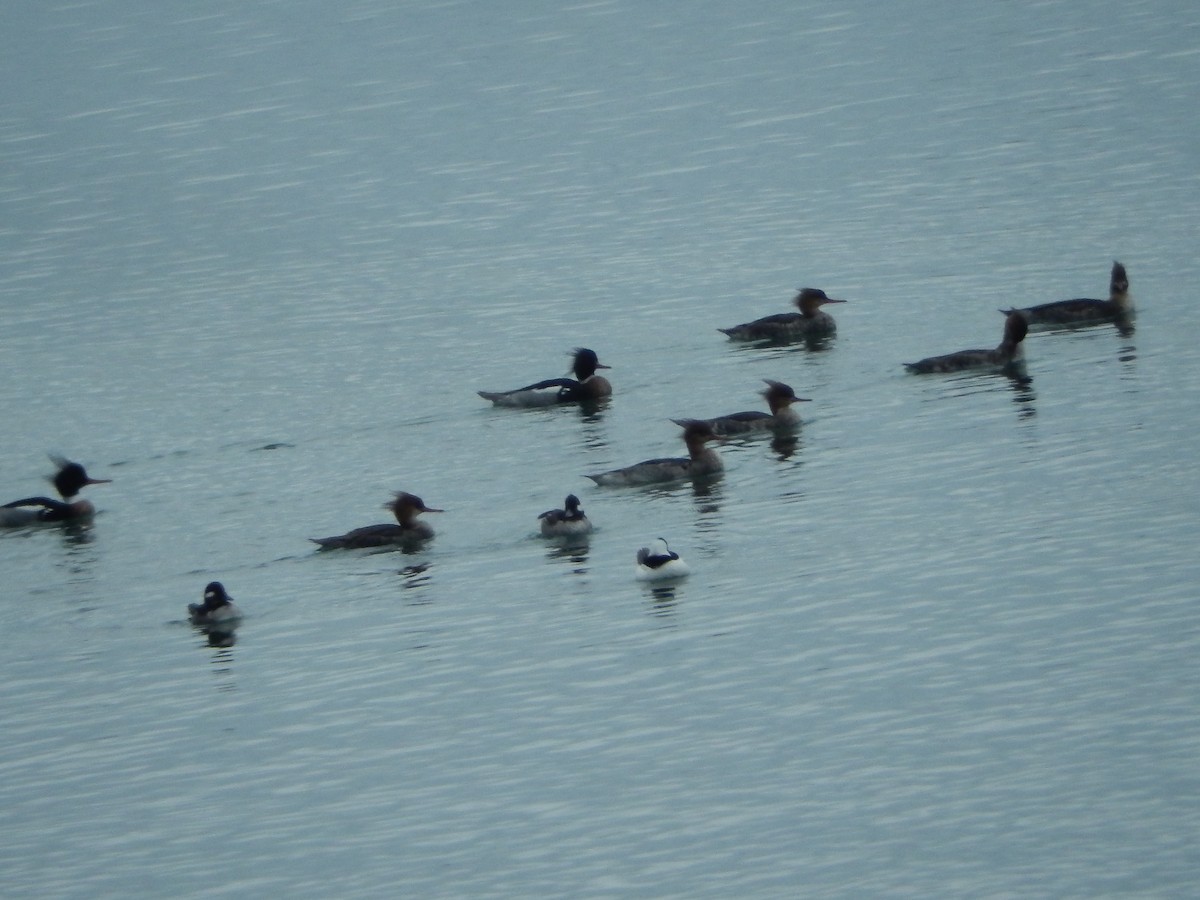 Red-breasted Merganser - ML314508341