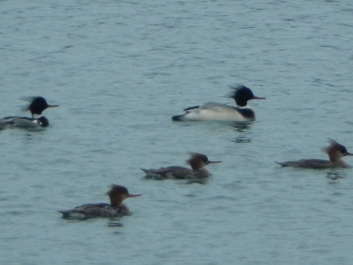 Red-breasted Merganser - alex towers