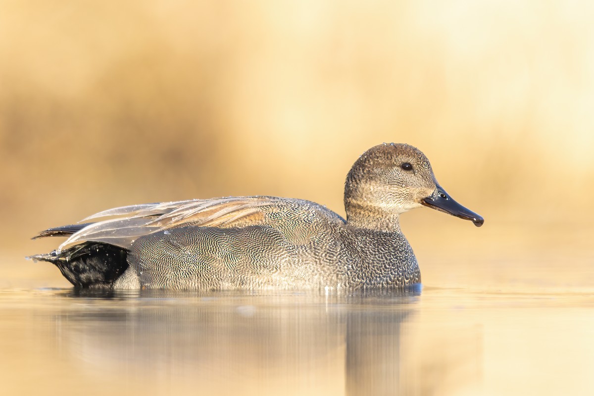 Gadwall - Brad Imhoff