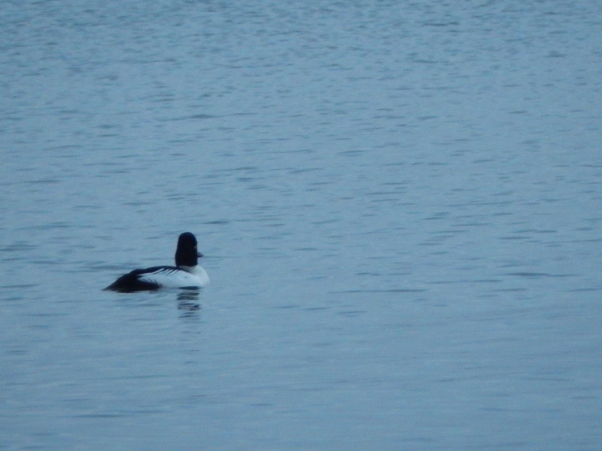 Common Goldeneye - ML314509171