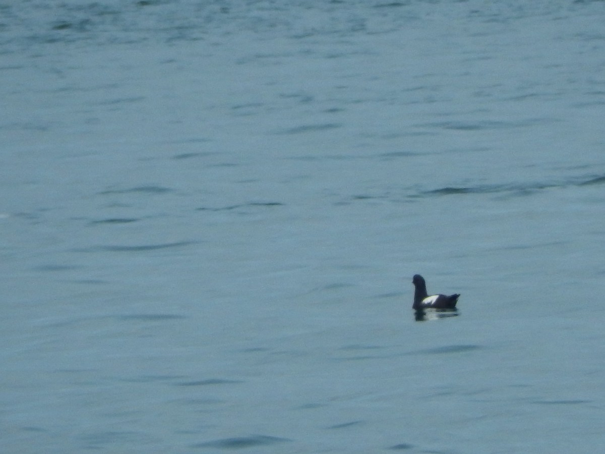 Pigeon Guillemot - ML314509261