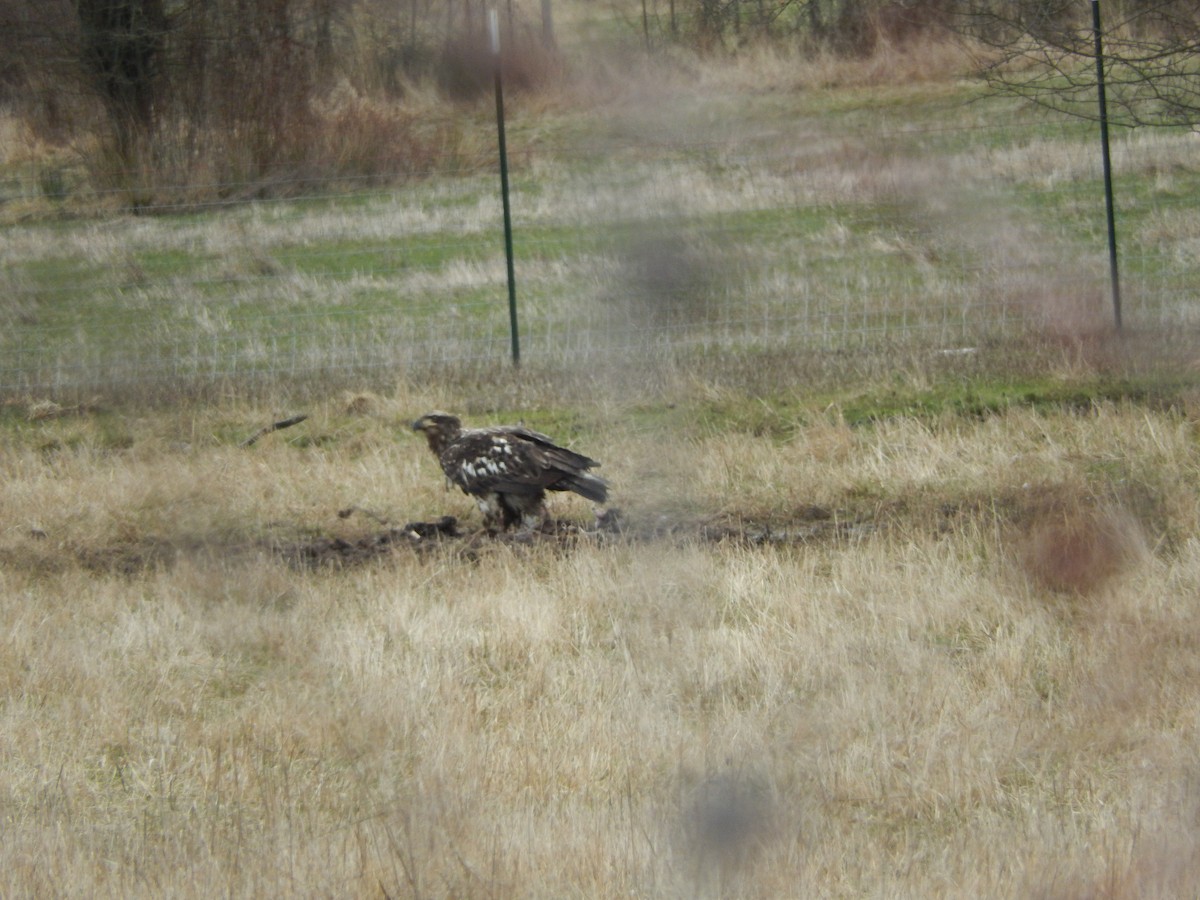 Bald Eagle - ML314509541