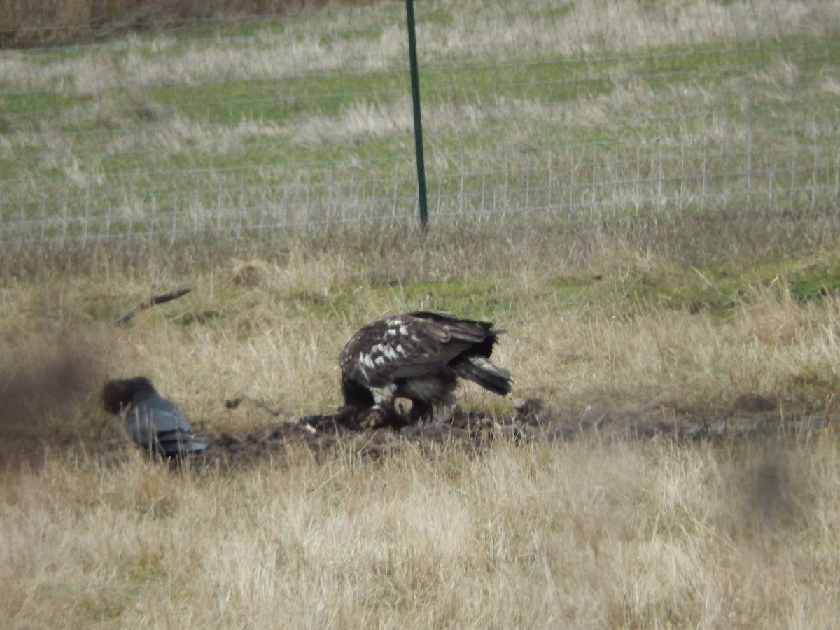 Bald Eagle - ML314509561