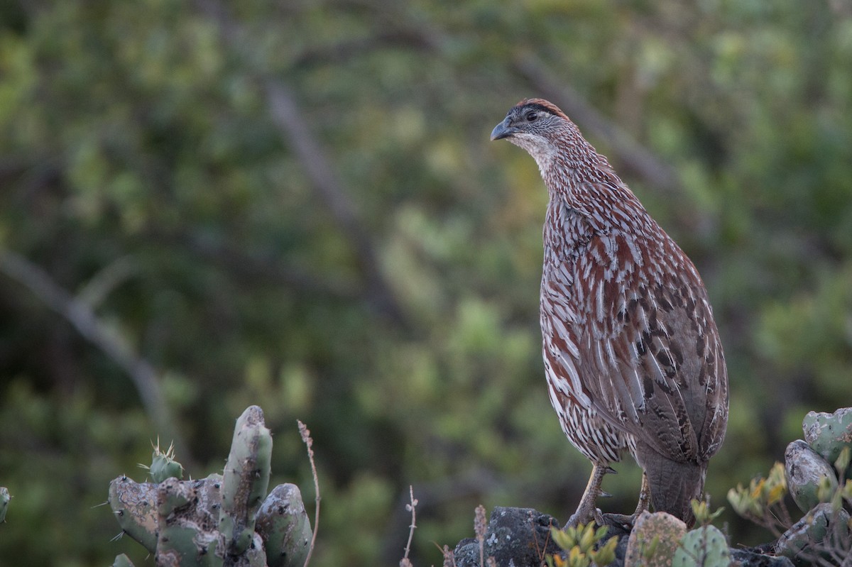 Erckel's Spurfowl - Ian Davies