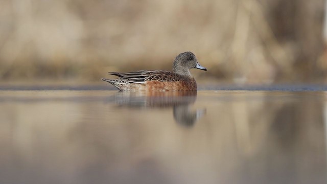 American Wigeon - ML314510251