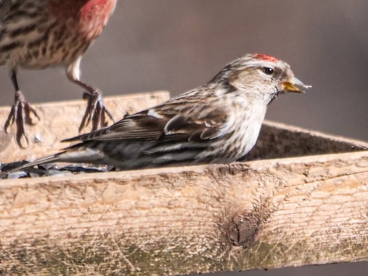 Common Redpoll - Roger Horn