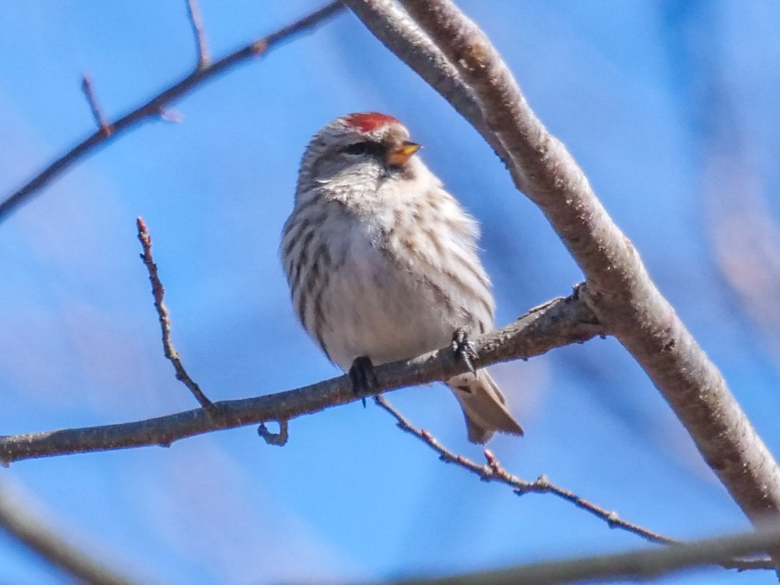 Common Redpoll - ML314511031