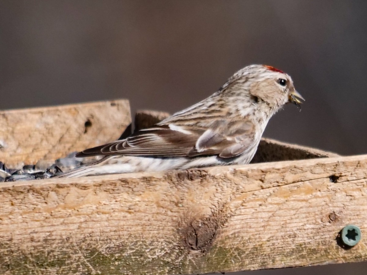 Common Redpoll - ML314511071