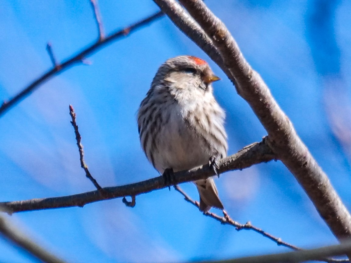 Common Redpoll - ML314511081