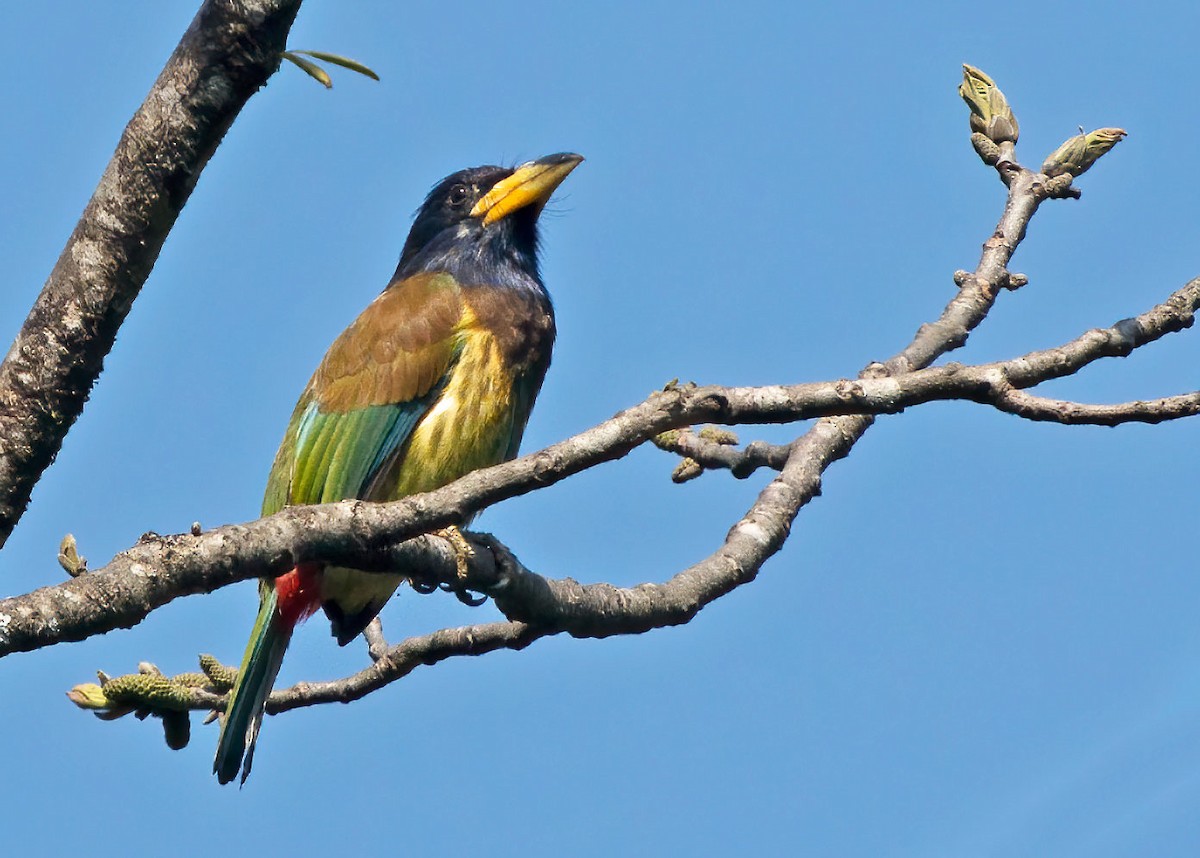 Great Barbet - ML314511121