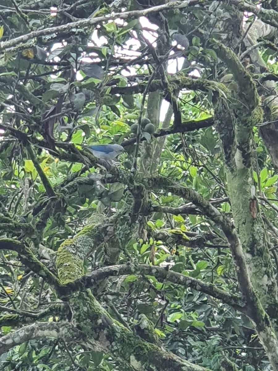 Blue-gray Tanager - ML314512841
