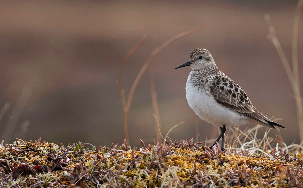 Baird's Sandpiper - ML31451291