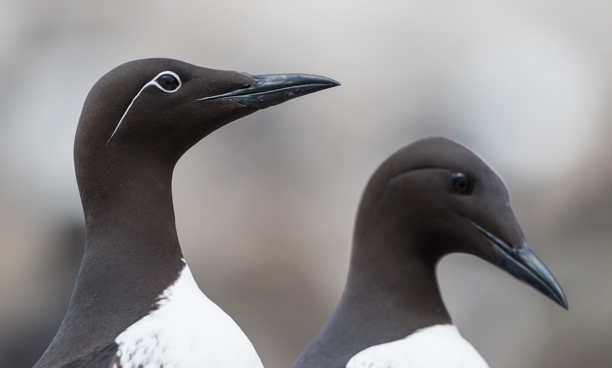 Common Murre - ML31451351