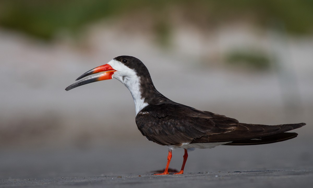 Black Skimmer - Ian Davies