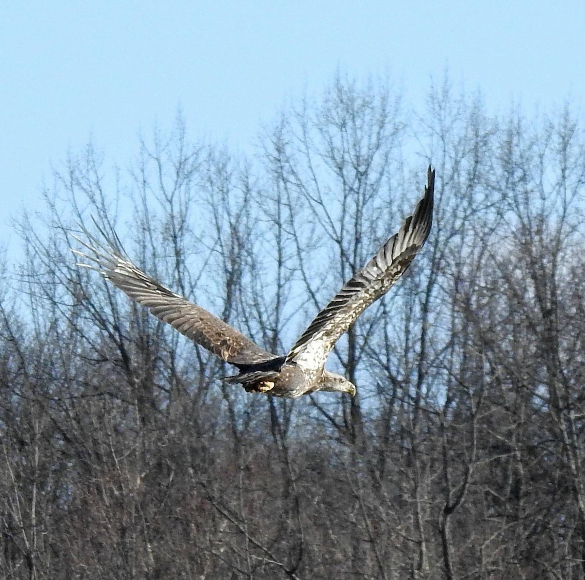 Weißkopf-Seeadler - ML314513851