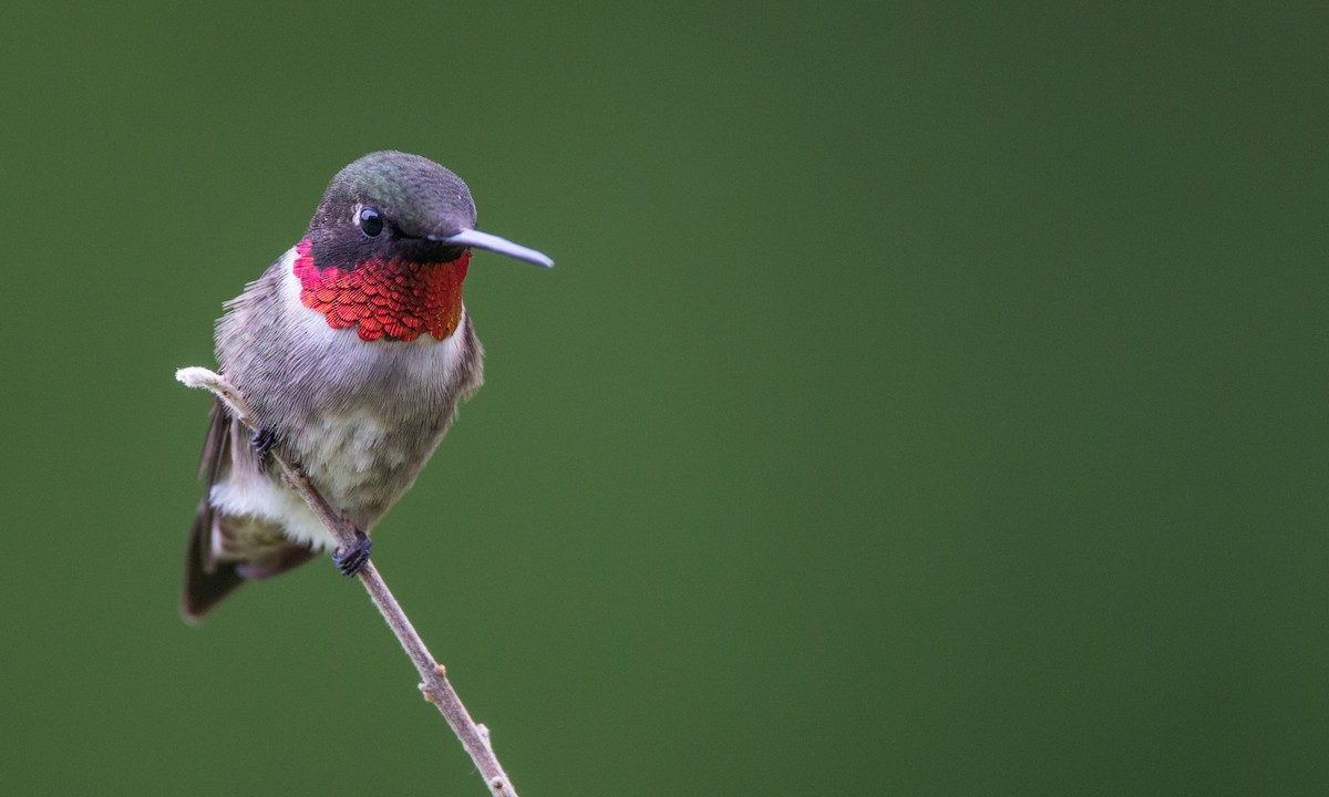 Colibrí Gorjirrubí - ML31451451