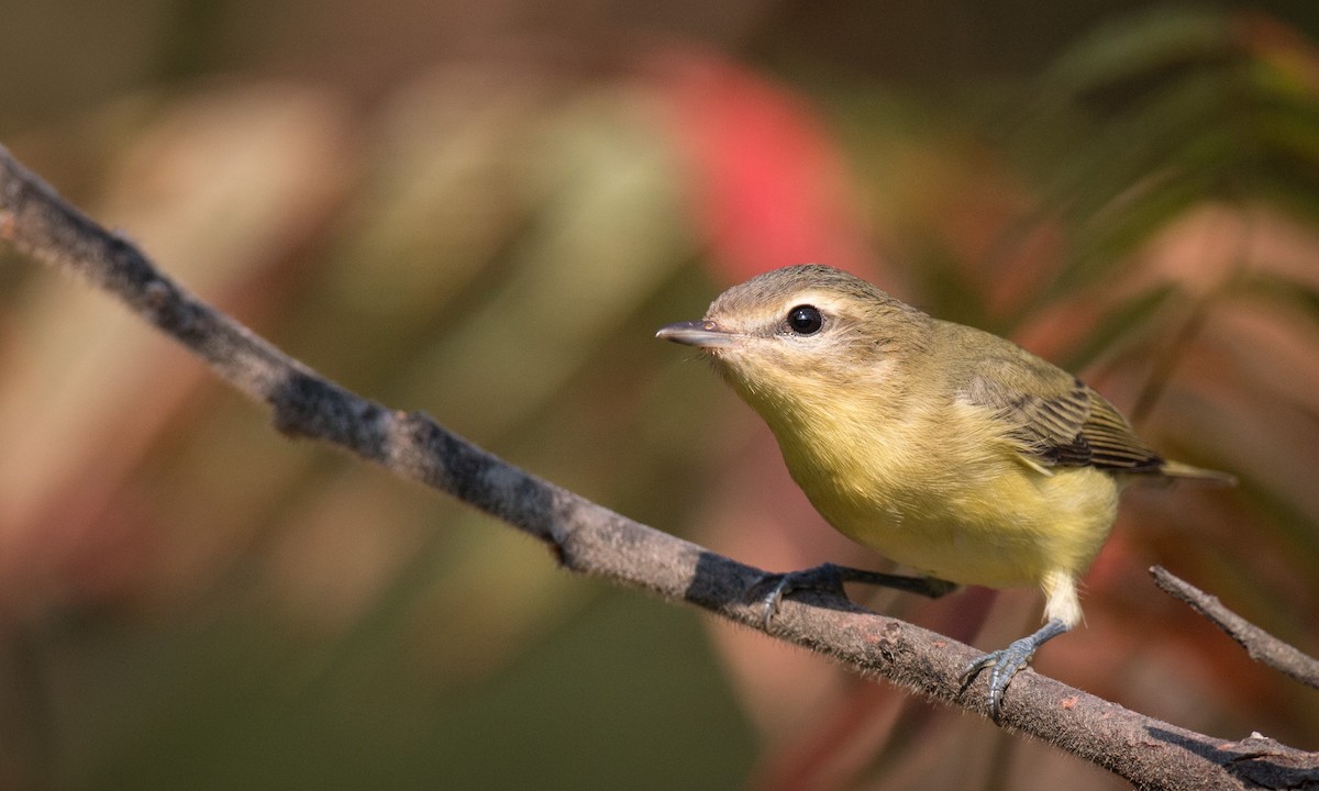 Philadelphia Vireo - ML31451491