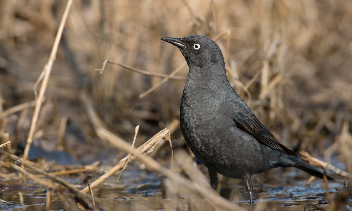 Rusty Blackbird - ML31451651