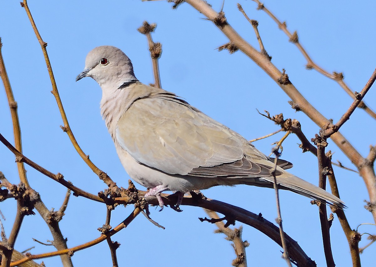 Eurasian Collared-Dove - ML314516821