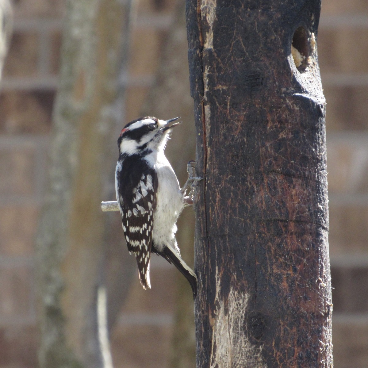 Downy Woodpecker - Judy Behrens