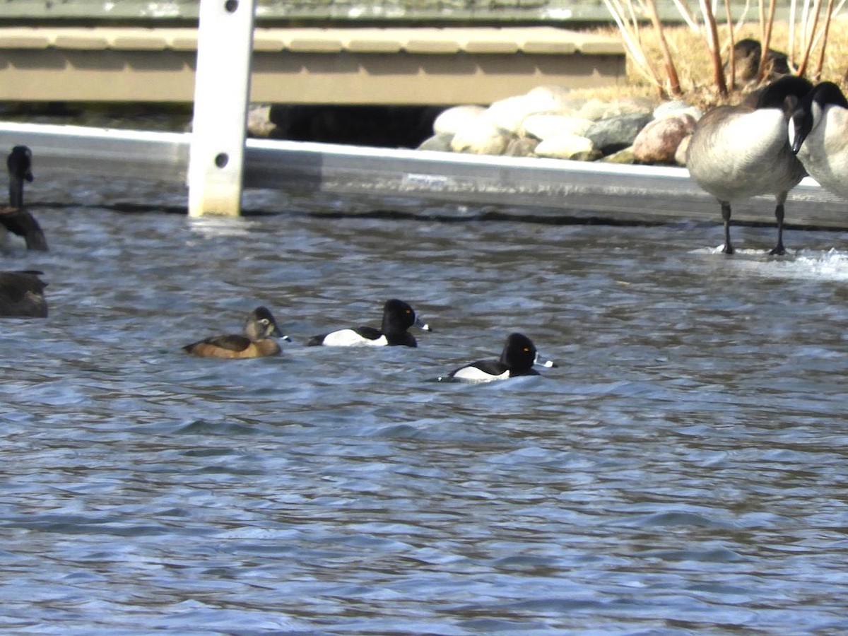 Ring-necked Duck - Takayuki Uchida