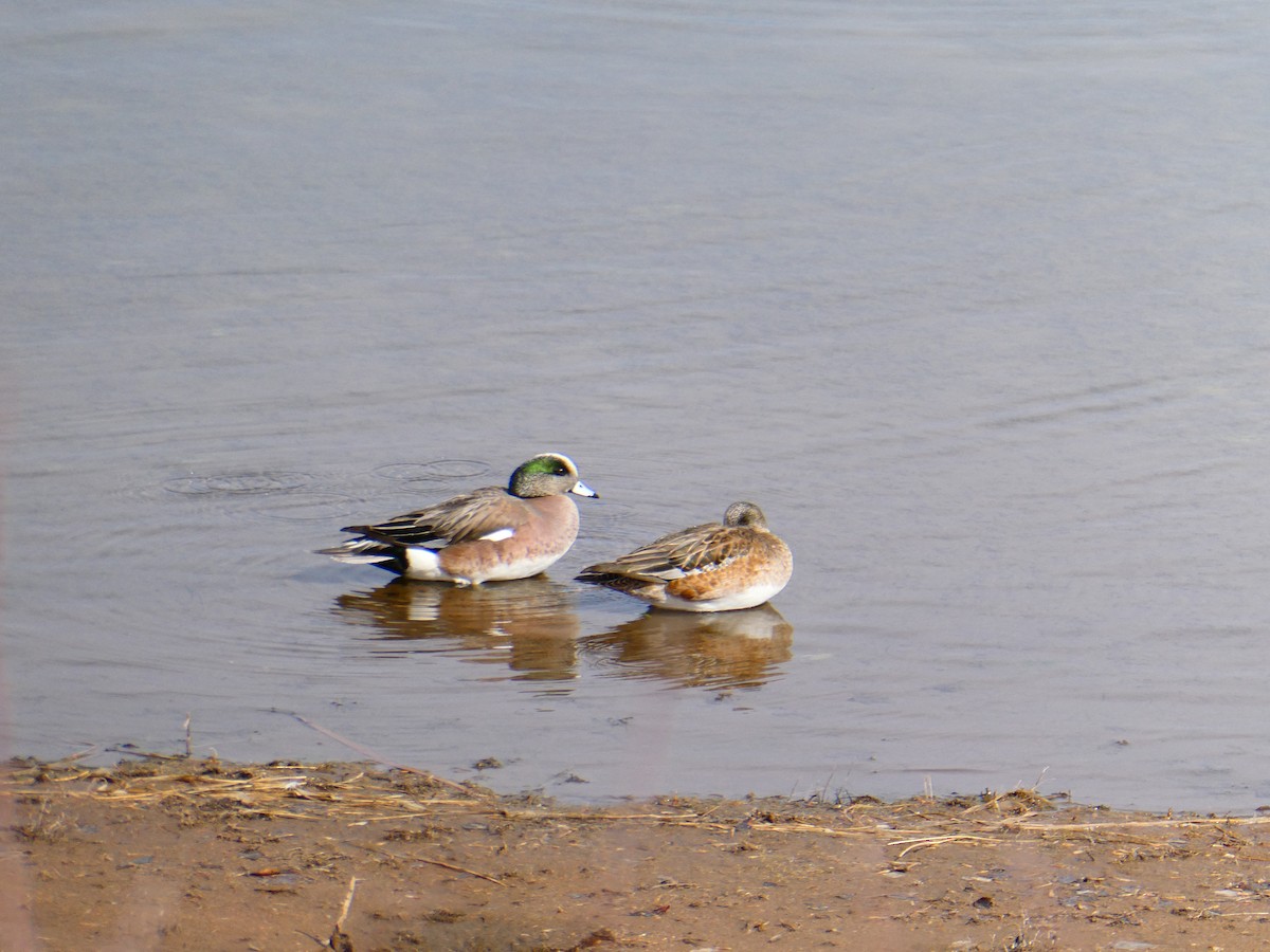 American Wigeon - ML314518091