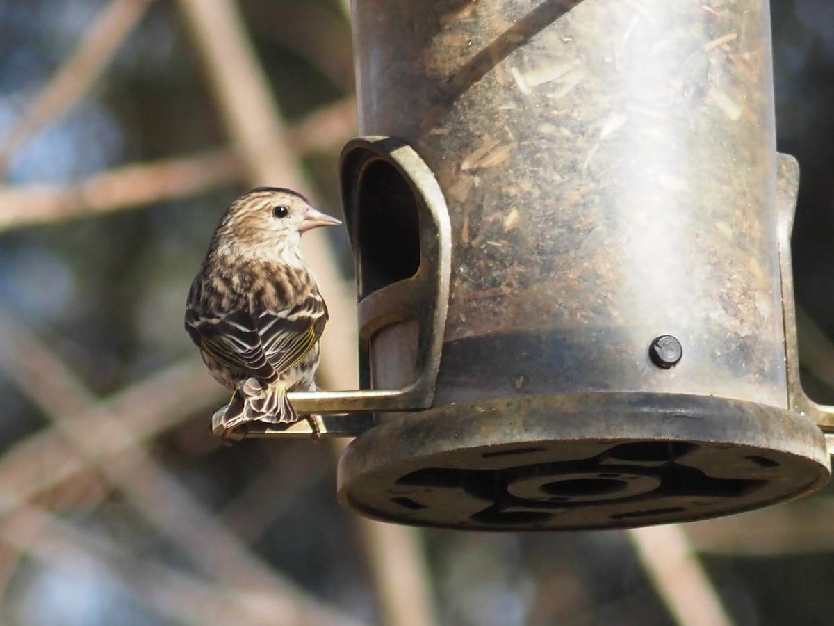 Pine Siskin - ML314518911