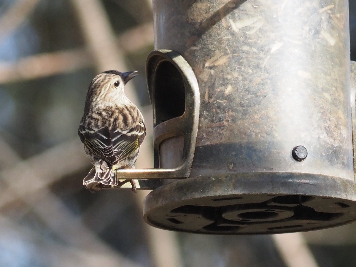 Pine Siskin - ML314518931