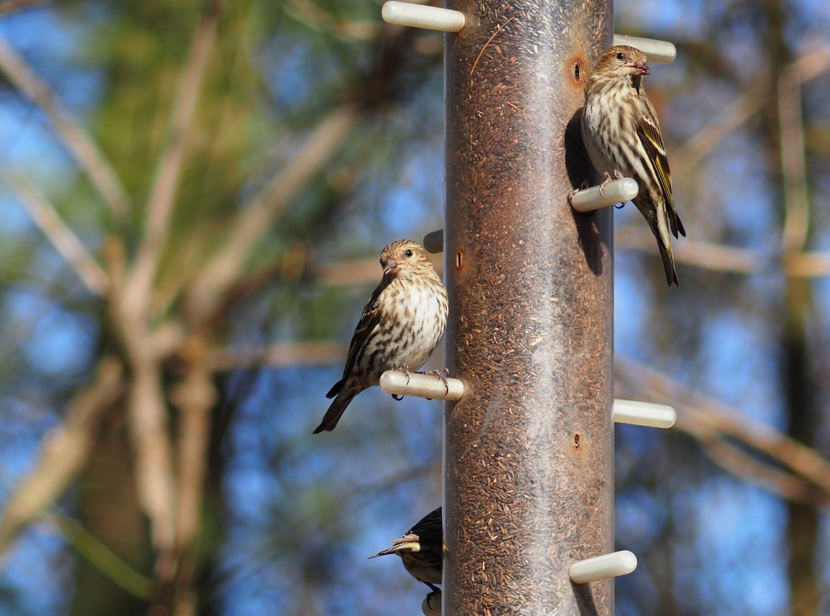 Pine Siskin - ML314518941