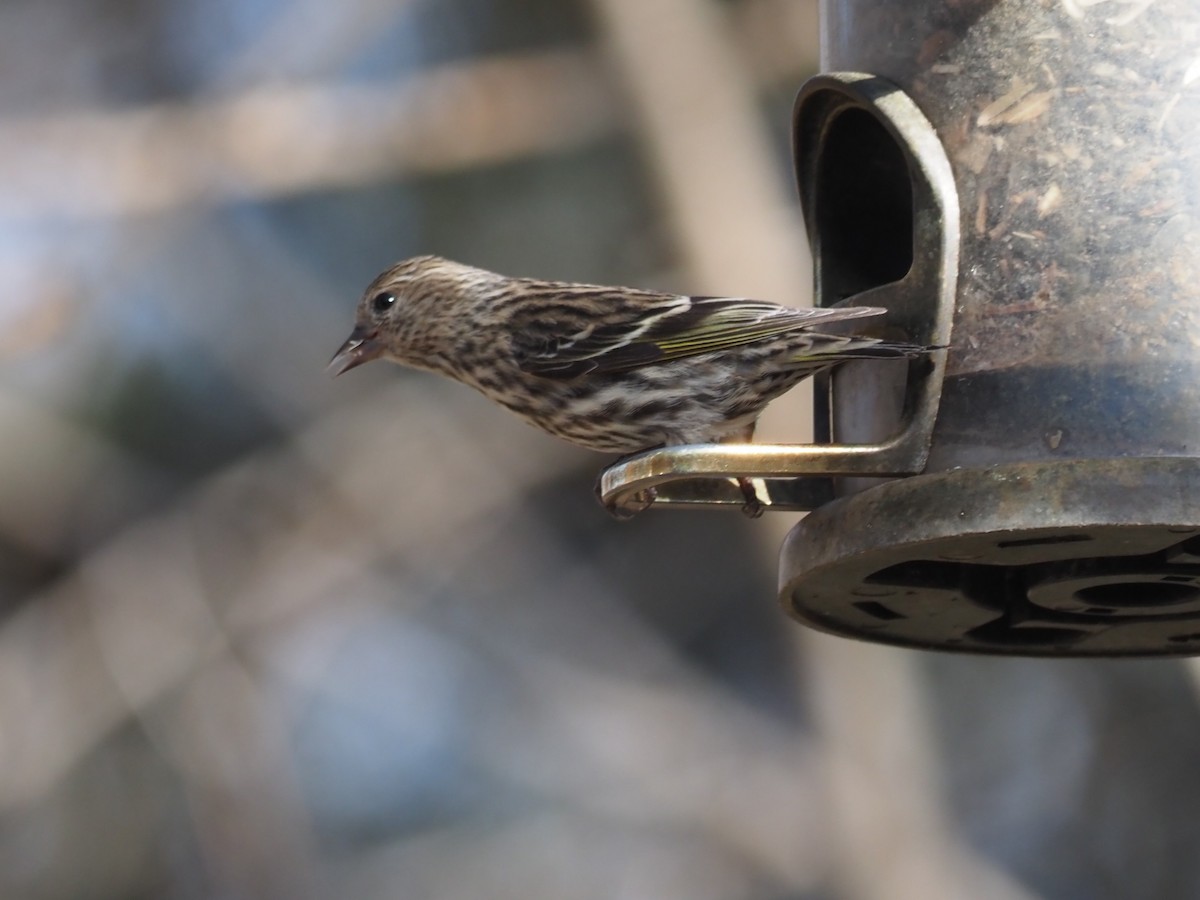 Pine Siskin - ML314518951