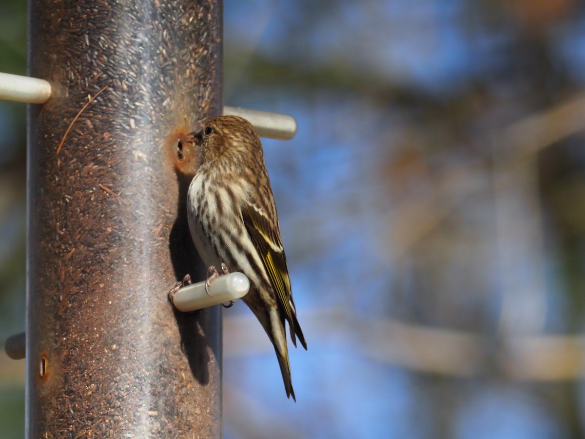 Pine Siskin - ML314518961