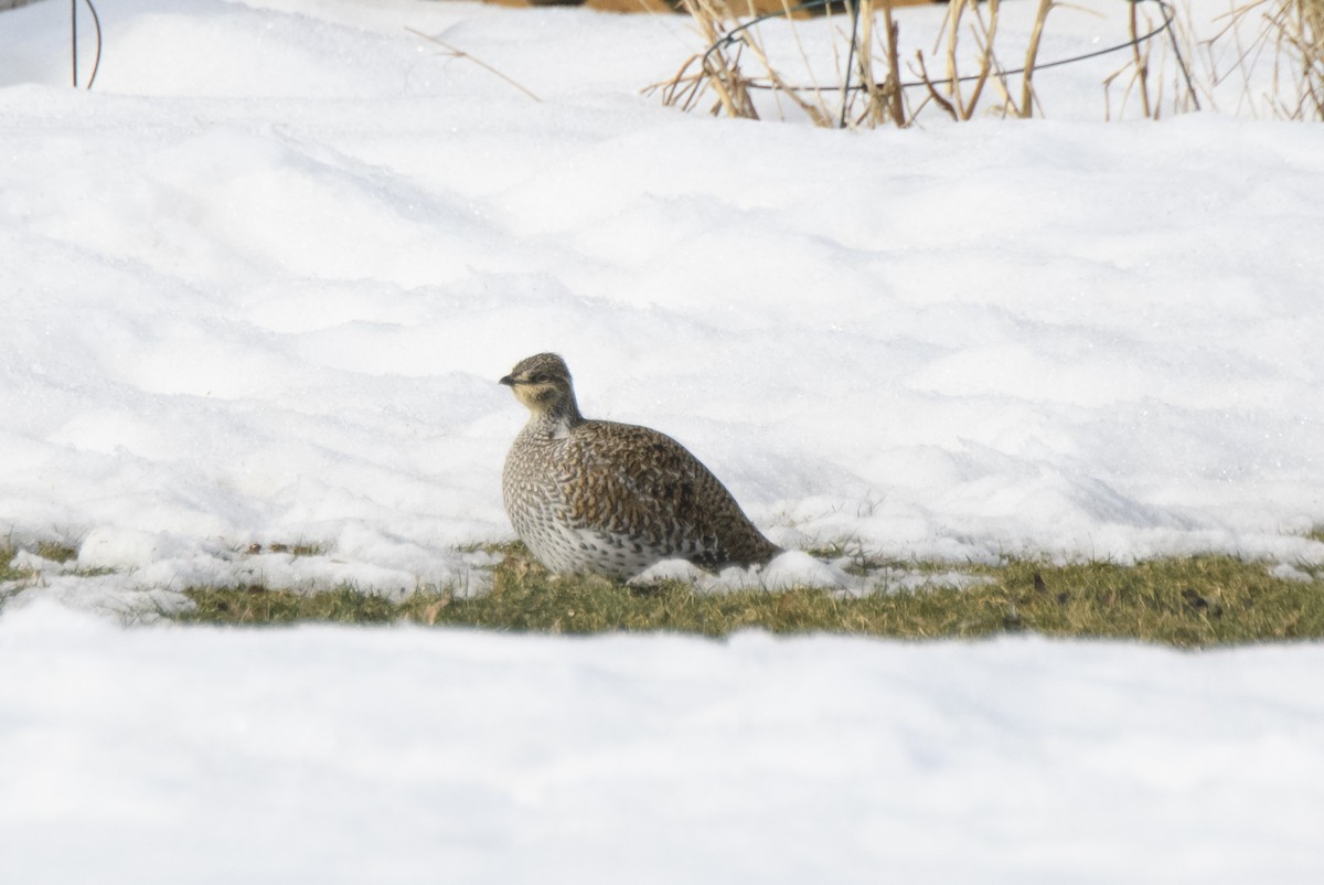 tetřívek ostroocasý - ML314519471
