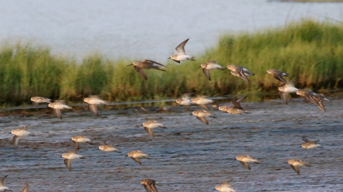 Stilt Sandpiper - Russ Smiley