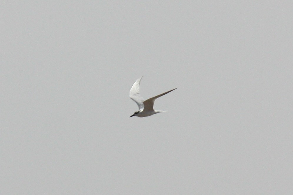 Gull-billed Tern - ML31452291