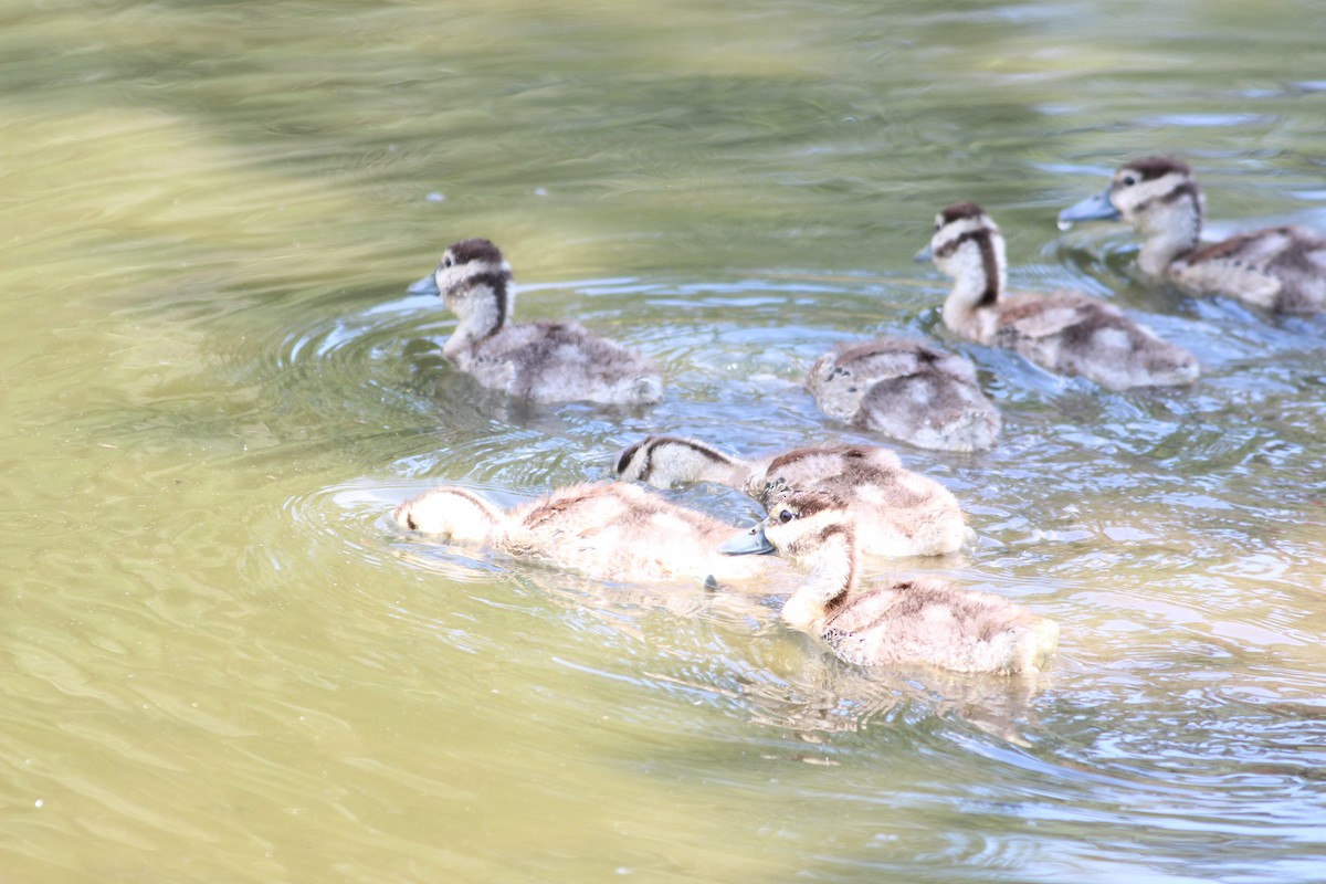 Black-bellied Whistling-Duck - ML314523301