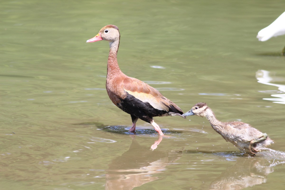 Black-bellied Whistling-Duck - ML314523551