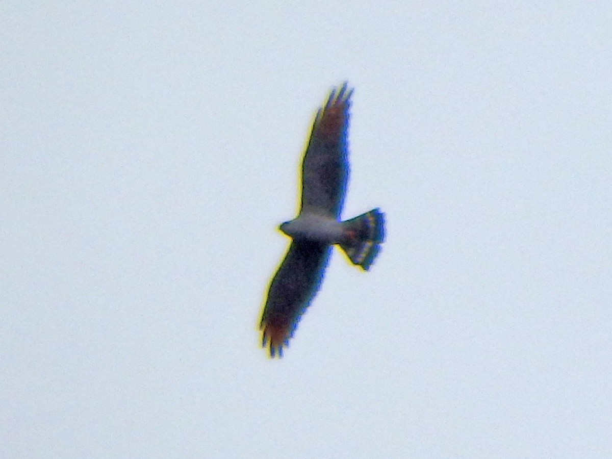 Plumbeous Kite - ML31452481