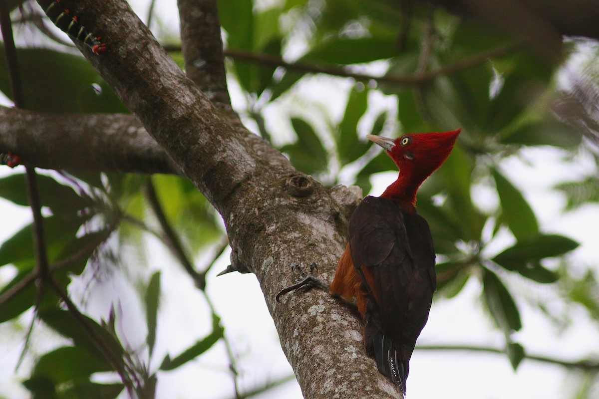 Red-necked Woodpecker - ML314524851