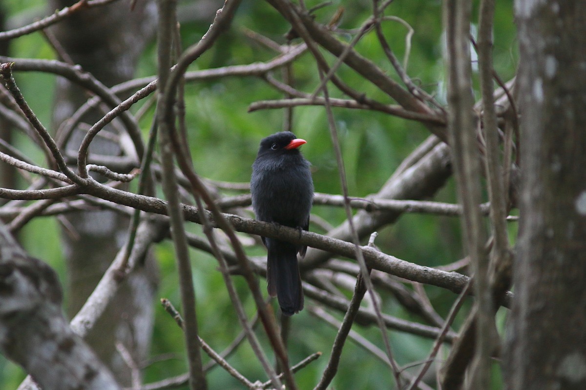 Black-fronted Nunbird - ML314525001