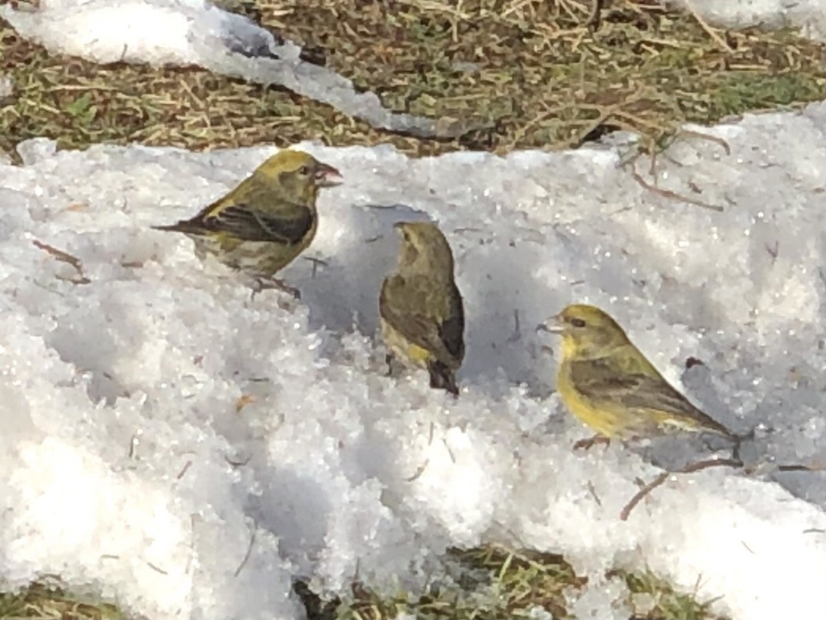 Red Crossbill - ML314527901