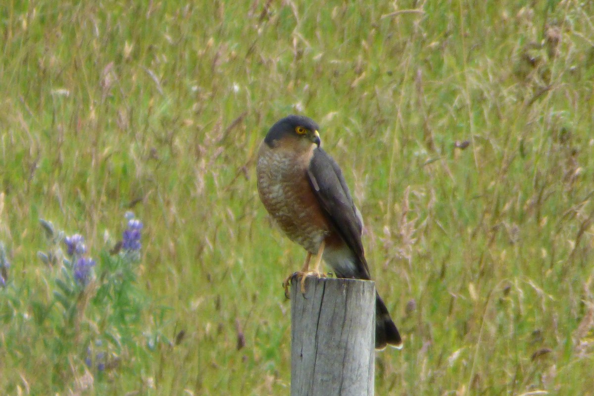 Sharp-shinned Hawk - Juan Manuel Pérez de Ana