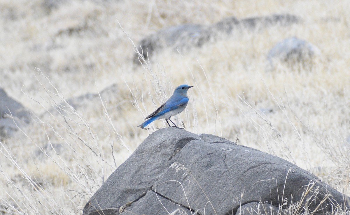 Mountain Bluebird - ML314531841