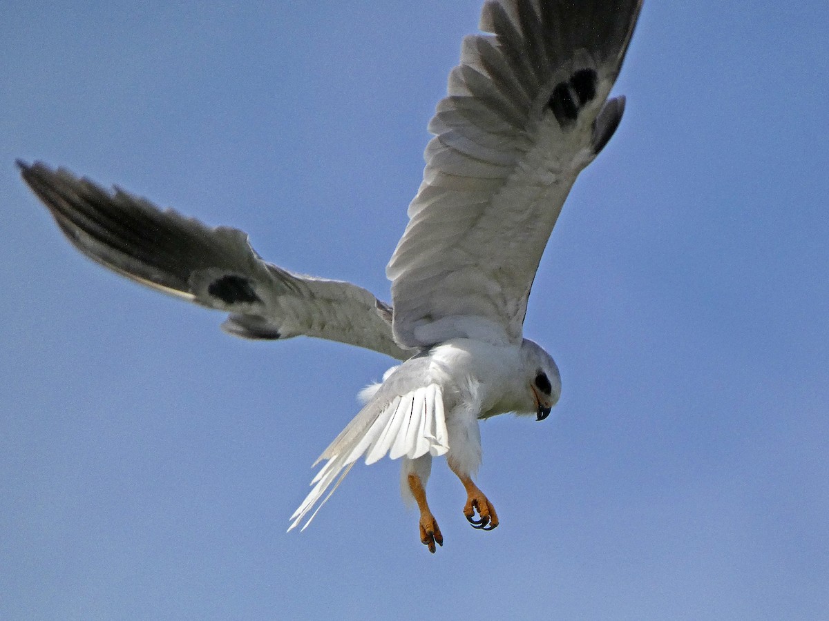 White-tailed Kite - Jeff Ritz